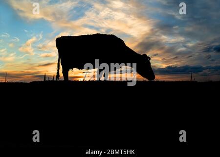 Silhouette einer Kuh gegen den blauen Himmel und Abenduntergang Stockfoto