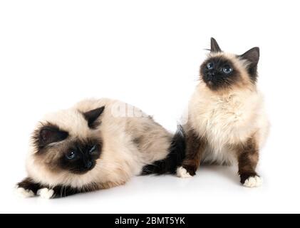 birman Katzen vor weißem Hintergrund Stockfoto