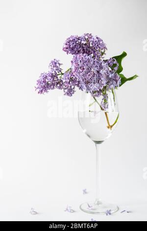 Lila Fliederblüte in einer Glasvase mit Stielglas auf weißem Hintergrund. Frühlingsblumen Stillleben mit Kopierraum für Ihren Text. Stockfoto