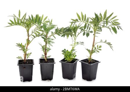 Tagetes Patula vor weißem Hintergrund Stockfoto