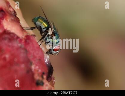 Der Name Grüne Flaschenfliege oder Grüne Flaschenfliege wird auf zahlreiche Arten von Calliphoridae oder Blasfliege, in den Gattungen Lucilia und Phaenicia, angewendet. Stockfoto