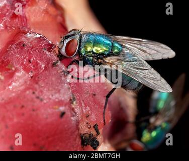 Der Name Grüne Flaschenfliege oder Grüne Flaschenfliege wird auf zahlreiche Arten von Calliphoridae oder Blasfliege, in den Gattungen Lucilia und Phaenicia, angewendet. Stockfoto