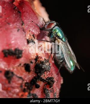 Der Name Grüne Flaschenfliege oder Grüne Flaschenfliege wird auf zahlreiche Arten von Calliphoridae oder Blasfliege, in den Gattungen Lucilia und Phaenicia, angewendet. Stockfoto