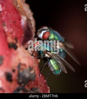 Der Name Grüne Flaschenfliege oder Grüne Flaschenfliege wird auf zahlreiche Arten von Calliphoridae oder Blasfliege, in den Gattungen Lucilia und Phaenicia, angewendet. Stockfoto