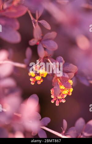 Berberststräucher mit kleinen rosa Blättern und gelben Blüten wächst in einem sonnigen Garten im Frühling Stockfoto