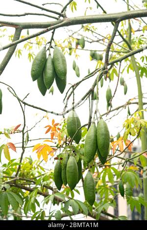 Nahaufnahme der Ceiba-Früchte auf dem Baum Stockfoto