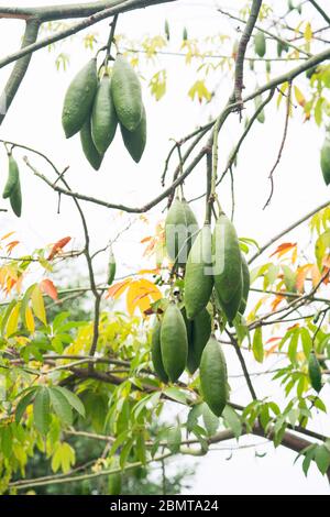 Nahaufnahme der Ceiba-Früchte auf dem Baum Stockfoto