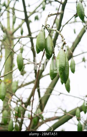 Nahaufnahme der Ceiba-Früchte auf dem Baum Stockfoto