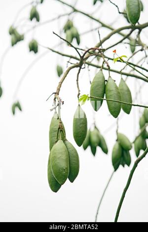 Nahaufnahme der Ceiba-Früchte auf dem Baum Stockfoto