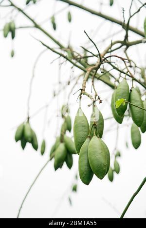 Nahaufnahme der Ceiba-Früchte auf dem Baum Stockfoto