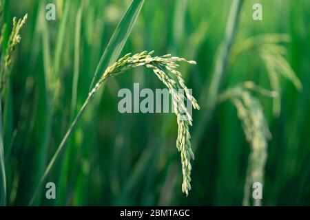 Nahaufnahme des Reisohrs im grünen Reisfeld Stockfoto