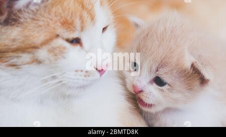 Niedliche neugeborene Kätzchen und Katze reden mit einem Lächeln. Stockfoto