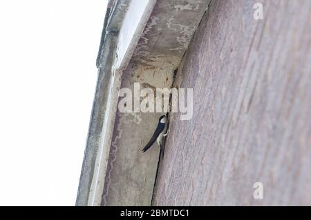 Haus martin baut ein Nest Stockfoto
