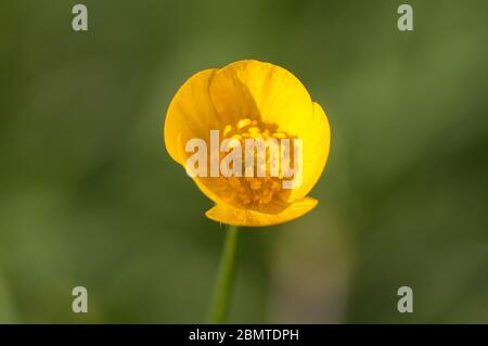 Butterblumen blühen Stockfoto