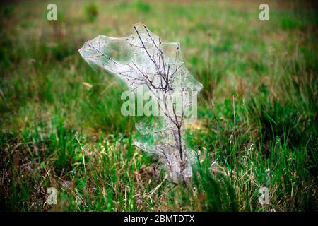 Raupen Schlemmen auf einer Pflanze Stockfoto