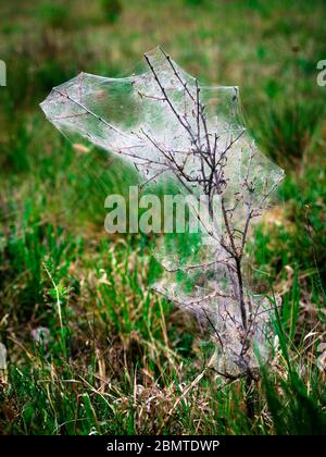 Raupen Schlemmen auf einer Pflanze Stockfoto