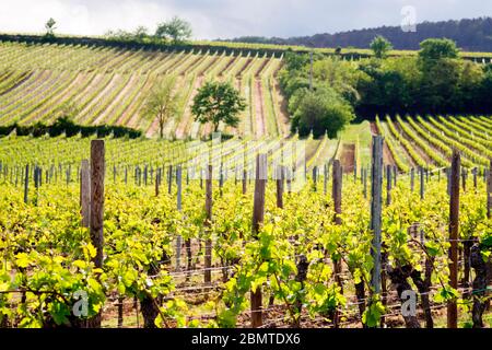 Weinberge in Ungstein Pfalz Region Deutschland Stockfoto