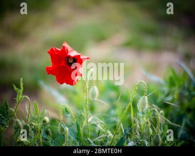 Mohn Blüte selektiver Fokus Stockfoto