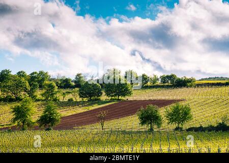 Weinberge in Ungstein Pfalz Region Deutschland Stockfoto