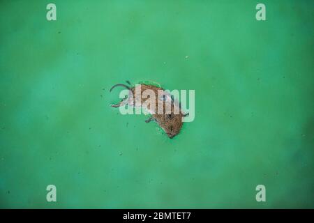 Tote Maus schwimmt in einem Pool.. Stockfoto