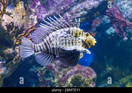 Wunderschöne Salzaquarium Fische schwimmen um Stockfoto