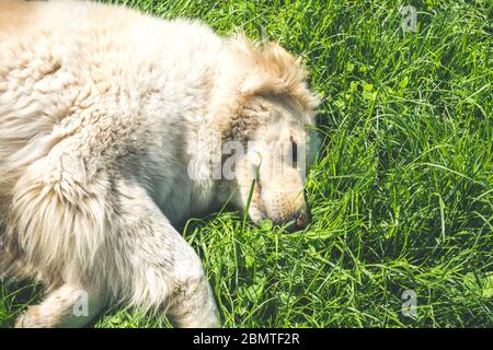 golden Retriever, Erwachsener Hund auf Gras liegend. Effekt Filter Vintage Stockfoto