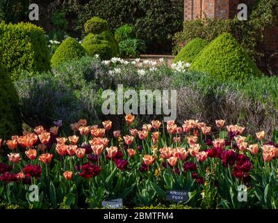 Tulip Border im Chenies Manor Garden. Lachsrosa Tulpenapricot Foxx und tief rötlich-violett Tulpenantraciet mit einer Kulisse von Lavendel und Topiary. Stockfoto