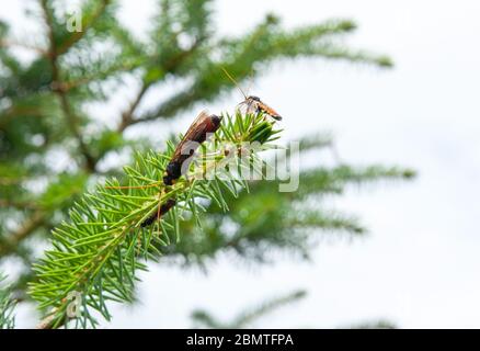 Riesenholzwaspe oder Hornschwanz (lateinischer Name Urocerus gigas) mit schwarzen und gelben Farben. Stockfoto