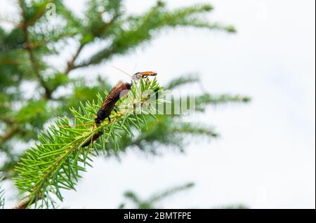 Riesenholzwaspe oder Hornschwanz (lateinischer Name Urocerus gigas) mit schwarzen und gelben Farben. Stockfoto