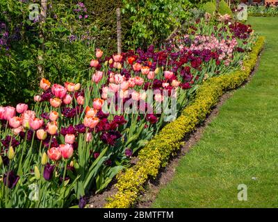 Pflanzenrand voller farbenprächtiger rosa und burgunderfarbener Tulpen im April auf dem Chenies Manor. 2020. Ancraciet, Apricot Foxx und Mascara Tulpen Sorten in der Sonne. Stockfoto