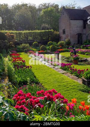 Chenies Manor versunkener Garten lebendige Tulpen mit restauriertem Pavillon Gebäude im Hintergrund. Hintergrundbeleuchtete orange, rote, lila und malvenfarbene Blütenblätter durch grasbewachsene Pfade. Stockfoto