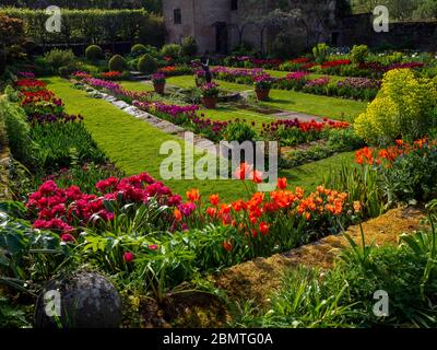 Chenies Manor versunkener Garten mit lebhaften, bunten Tulpen aus Orange, Rot durch den späten Nachmittag Sonnenlicht verstärkt. Stockfoto