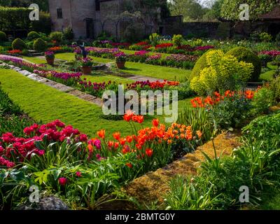 Chenies Manor versunkener Garten mit lebhaften, bunten Tulpen aus Orange, Rot durch den späten Nachmittag Sonnenlicht verstärkt. Stockfoto