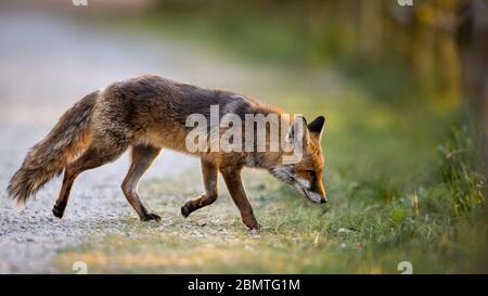 Berlin, Deutschland. April 2020. Ein Rotfuchs streift auf der Suche nach Nahrung durch den Grunewald. Quelle: Ingolf König-Jablonski/dpa-Zentralbild/ZB/dpa/Alamy Live News Stockfoto