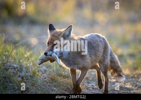 Berlin, Deutschland. April 2020. Ein Rotfuchs hat einen Fisch gefangen und trägt das Futter in seinen Bau. Quelle: Ingolf König-Jablonski/dpa-Zentralbild/ZB/dpa/Alamy Live News Stockfoto