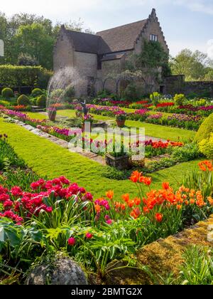 Chenies Manor versunkenen Garten lebendige Tulpen. Portrait Ansicht mit restauriertem Pavillon Gebäude im Hintergrund. Hintergrundbeleuchtete orange, rote, lila und malvenfarbene Blütenblätter. Stockfoto