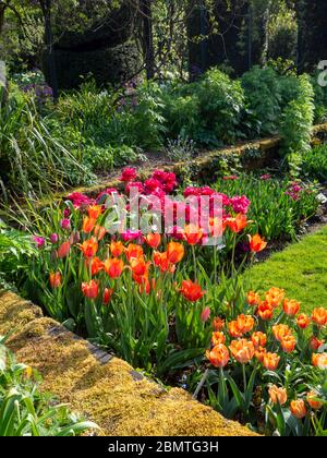 Ecke des versunkenen Gartens im Chenies Manor im April. Leuchtende Orange und Magenta Blüten in voller Sonne.Chato, Tempel der Schönheit und Amazone Sorten. Stockfoto