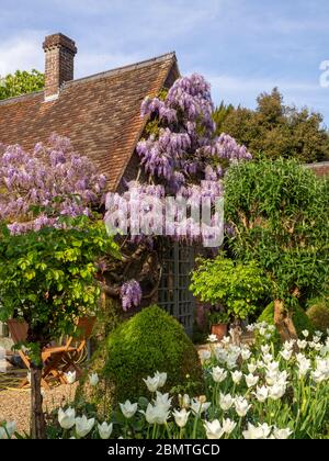 Wisteria sinensis im Garten Zimmer im Chenies Manor im April.schöne pastellfarbene lila Blüten auf einem Kletterer trainiert alten Ziegelwok. Stockfoto