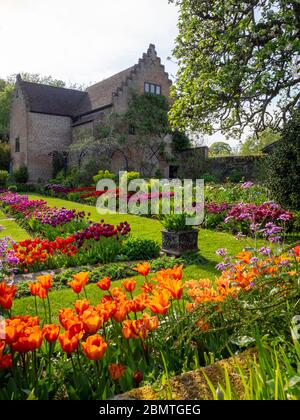 Chenies Manor versunkenen Garten lebendige Tulpen. Portrait Ansicht mit restauriertem Pavillon Gebäude im Hintergrund. Hintergrundbeleuchtete orange, rote, lila und malvenfarbene Blütenblätter. Stockfoto