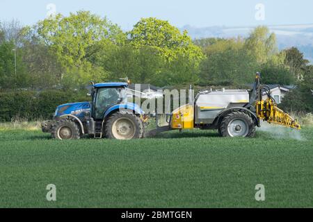 Traktor sprühen Raps Ernte. Hayling Island, England Stockfoto