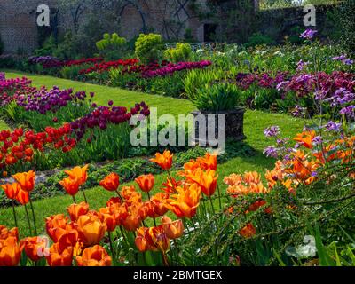 Chenies Manor versunkener Garten lebendige Tulpen mit restauriertem Pavillon Gebäude im Hintergrund. Hintergrundbeleuchtete orange, rote, lila und malvenfarbene Blütenblätter.Topiary und Wannen. Stockfoto