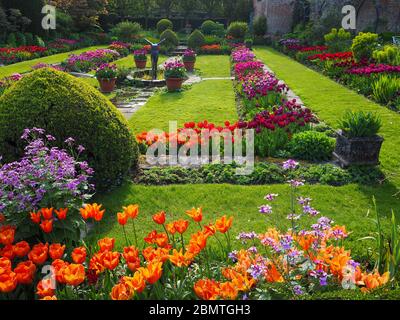 Chenies Manor versunkener Garten mit Schlauch, lebendige Tulpen mit Tudor Pavillon im Hintergrund. Hintergrundbeleuchtete orange, rote, lila und malvenfarbene Blütenblätter, Teich und Stufen Stockfoto