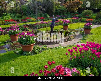 Schlauch Bewässerung lebendige Tulpenbetten an einem Aprilnachmittag im versunkenen Garten, Chenies Manor. Der Zierteich und die Skulptur des Tauchers in der Mitte. Stockfoto