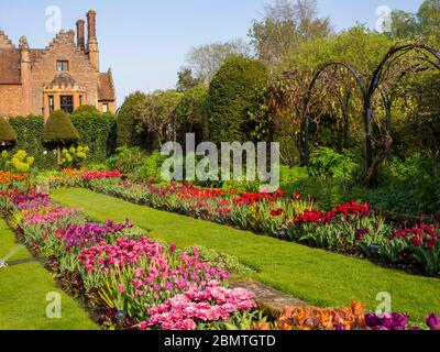 Massenhaft gepflanzte Tuilps im Chenies Manor Sunken Garden. Rosa, Rot, Mauves und Orangenblüten, Tudor Manor gegen blauen Himmel. Stockfoto