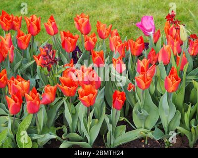 Ungerade ein heraus. Tulpen auf dem Anwesen von Chenies. Alle Tulipa Orange Cassini außer einem hellen Magenta-Pink. Stockfoto