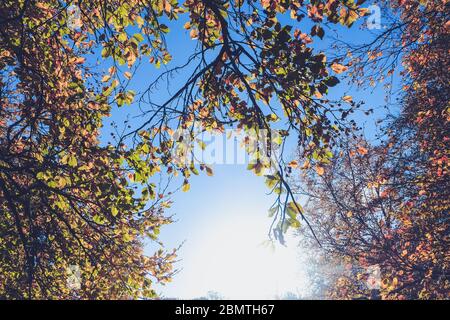 Bunte Blätter verschiedener Laubbäume im goldenen Herbst Stockfoto