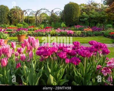 Chenies Manor versunkener Garten im Tulip Time. In den terrassenförmig angelegten Pflanzenkanten, die von Bögen und Sträuchern umrahmt werden, sind die Blumen in leuchtendem Pink, Malve und Orange zu sehen. Stockfoto