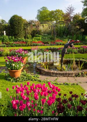 Versunkener Garten, Chenies Manor mit Zierteich, Alan Biggs Skulptur eines Tauchers, umgeben von Tulpen in verschiedenen Schattierungen von rosa und lila. Stockfoto