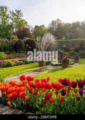 Schlauch Bewässerung lebendige Tulpenbetten an einem Aprilnachmittag im versunkenen Garten, Chenies Manor. Der Zierteich und die Skulptur des Tauchers in der Mitte. Stockfoto