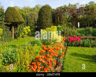 Chenies Manor versunkener Garten mit lebhaften, bunten Tulpen aus Orange, Rot durch späten Nachmittag Sonnenlicht verstärkt; Spalier, topiary und grasbewachsenen Wegen Stockfoto